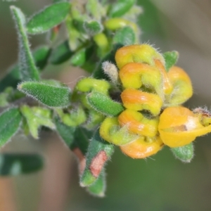 Grevillea alpina at Albury, NSW - 29 Aug 2024 10:55 AM