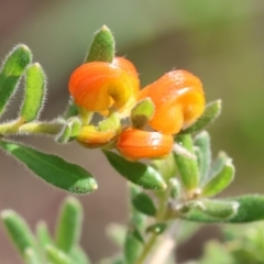 Grevillea alpina at Albury, NSW - 29 Aug 2024 10:55 AM