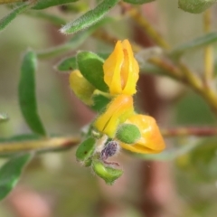 Grevillea alpina at Albury, NSW - 29 Aug 2024 10:55 AM