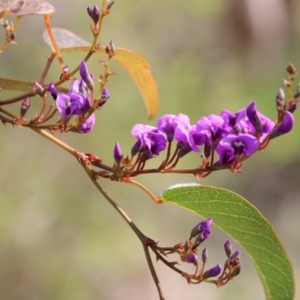 Hardenbergia violacea at Albury, NSW - 29 Aug 2024 10:52 AM