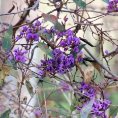 Hardenbergia violacea at Albury, NSW - 29 Aug 2024