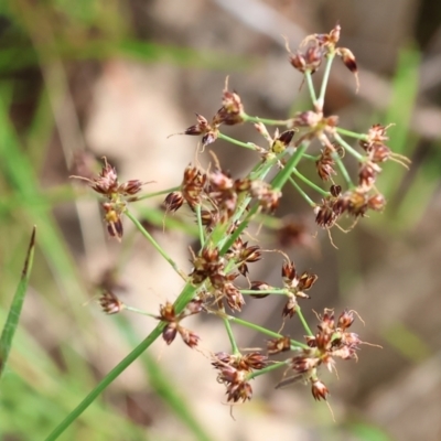 Luzula sp. (Woodrush) at West Albury, NSW - 29 Aug 2024 by KylieWaldon