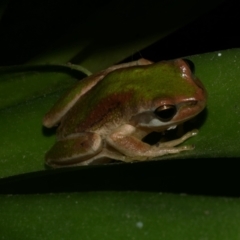 Litoria ewingii (Ewing's Tree Frog) at Freshwater Creek, VIC - 3 Dec 2021 by WendyEM