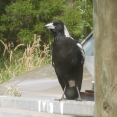 Gymnorhina tibicen (Australian Magpie) at Freshwater Creek, VIC - 8 Dec 2021 by WendyEM