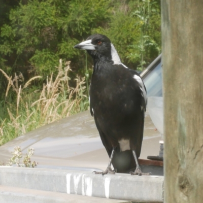 Gymnorhina tibicen (Australian Magpie) at Freshwater Creek, VIC - 8 Dec 2021 by WendyEM