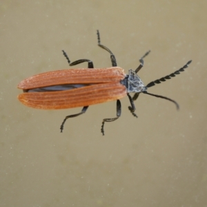 Porrostoma rhipidium at Freshwater Creek, VIC - 16 Dec 2021