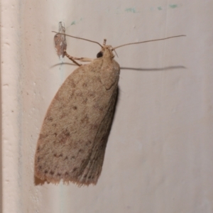 Garrha carnea at Freshwater Creek, VIC - 17 Dec 2021