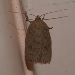 Garrha carnea at Freshwater Creek, VIC - 17 Dec 2021