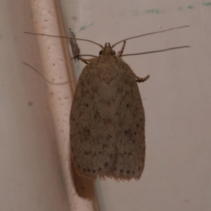 Garrha carnea at Freshwater Creek, VIC - 17 Dec 2021 11:27 PM