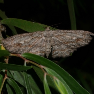 Ectropis excursaria at Freshwater Creek, VIC - 18 Dec 2021