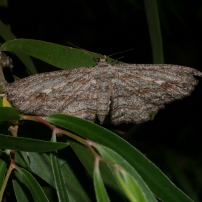 Ectropis excursaria (Common Bark Moth) at Freshwater Creek, VIC - 18 Dec 2021 by WendyEM