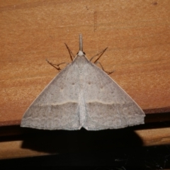 Epidesmia hypenaria (Long-nosed Epidesmia) at Freshwater Creek, VIC - 18 Dec 2021 by WendyEM