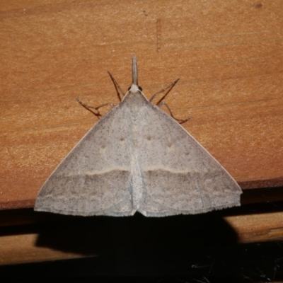 Epidesmia hypenaria (Long-nosed Epidesmia) at Freshwater Creek, VIC - 18 Dec 2021 by WendyEM