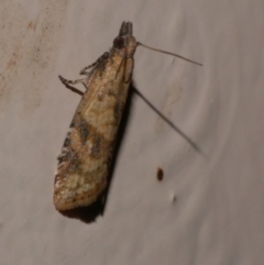 Tortricinae (subfamily) (A tortrix moth) at Freshwater Creek, VIC - 17 Dec 2021 by WendyEM