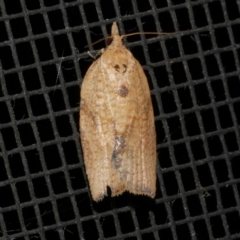 Epiphyas postvittana (Light Brown Apple Moth) at Freshwater Creek, VIC - 17 Dec 2021 by WendyEM