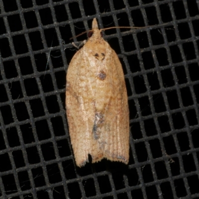 Epiphyas postvittana (Light Brown Apple Moth) at Freshwater Creek, VIC - 17 Dec 2021 by WendyEM