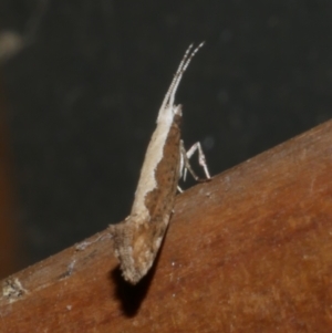 Plutella xylostella at Freshwater Creek, VIC - 17 Dec 2021 11:24 PM