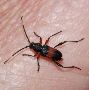 Obrida fascialis at Freshwater Creek, VIC - 21 Dec 2021