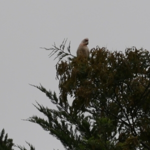 Cacatua tenuirostris at Freshwater Creek, VIC - 5 Nov 2021