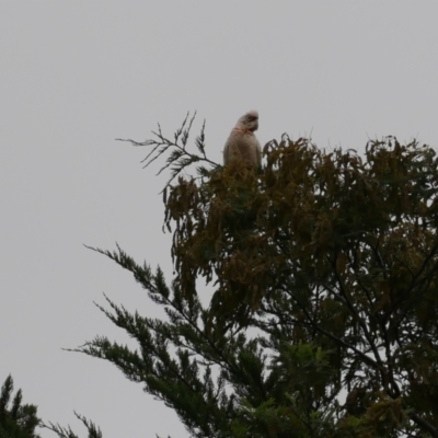 Cacatua tenuirostris (Long-billed Corella) at Freshwater Creek, VIC - 5 Nov 2021 by WendyEM