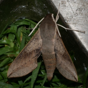 Hippotion scrofa at Freshwater Creek, VIC - 8 Nov 2021