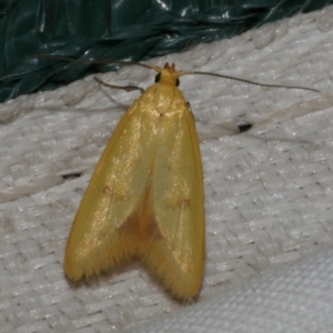 Aeolothapsa malacella at Freshwater Creek, VIC - 8 Nov 2021