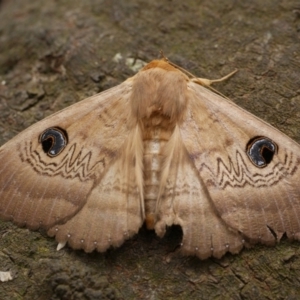 Dasypodia selenophora at Freshwater Creek, VIC - 8 Nov 2021