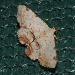 Sandava xylistis at Freshwater Creek, VIC - 8 Nov 2021