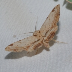 Sandava xylistis at Freshwater Creek, VIC - 8 Nov 2021