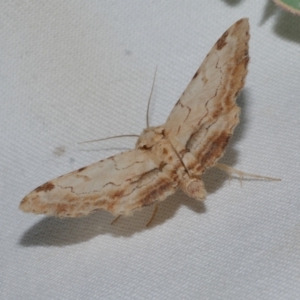 Sandava xylistis at Freshwater Creek, VIC - 8 Nov 2021 10:24 PM