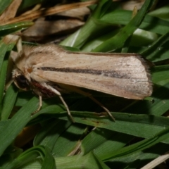 Leucania diatrecta (A Noctuid moth) at Freshwater Creek, VIC - 8 Nov 2021 by WendyEM