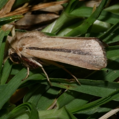 Leucania diatrecta (A Noctuid moth) at Freshwater Creek, VIC - 8 Nov 2021 by WendyEM