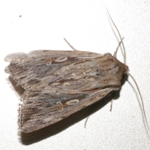 Persectania dyscrita at Freshwater Creek, VIC - 8 Nov 2021