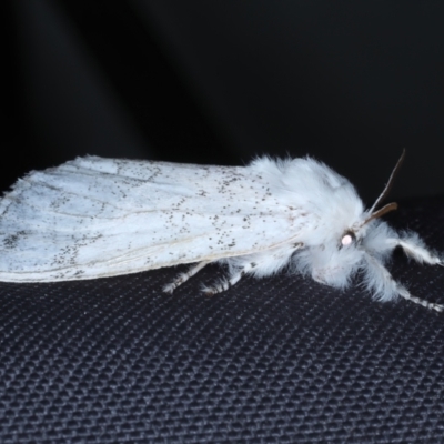 Calliteara pura (Calliteara pura) at Rosedale, NSW - 28 Aug 2024 by jb2602