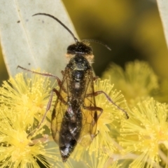 Tiphiidae (family) (Unidentified Smooth flower wasp) at Evatt, ACT - 29 Aug 2024 by kasiaaus