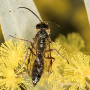 Tiphiidae (family) at Evatt, ACT - 29 Aug 2024