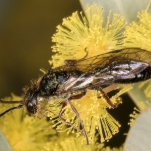 Tiphiidae (family) at Evatt, ACT - 29 Aug 2024