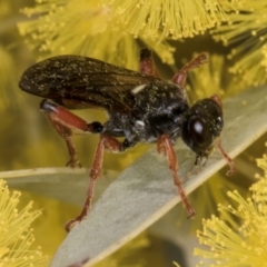 Unidentified Wasp (Hymenoptera, Apocrita) at Evatt, ACT - 29 Aug 2024 by kasiaaus