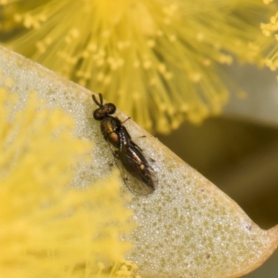 Unidentified Wasp (Hymenoptera, Apocrita) at Evatt, ACT - 29 Aug 2024 by kasiaaus