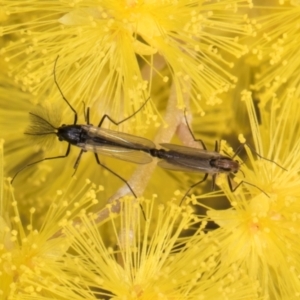 Chironomidae (family) at Evatt, ACT - 29 Aug 2024