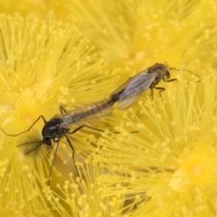 Chironomidae (family) at Evatt, ACT - 29 Aug 2024