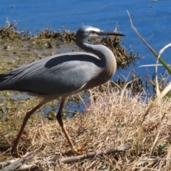 Egretta novaehollandiae (White-faced Heron) at Fyshwick, ACT - 29 Aug 2024 by RodDeb