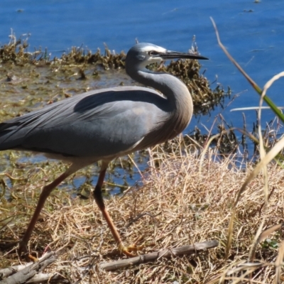 Egretta novaehollandiae (White-faced Heron) at Fyshwick, ACT - 29 Aug 2024 by RodDeb