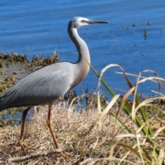 Egretta novaehollandiae at Fyshwick, ACT - 29 Aug 2024 01:30 PM