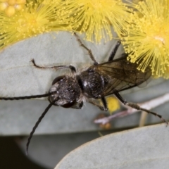 Unidentified Wasp (Hymenoptera, Apocrita) at Evatt, ACT - 29 Aug 2024 by kasiaaus