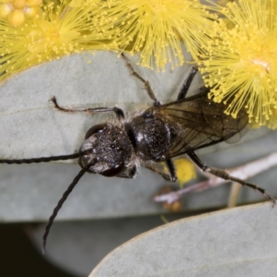 Tiphiidae (family) (Unidentified Smooth flower wasp) at Evatt, ACT - 29 Aug 2024 by kasiaaus