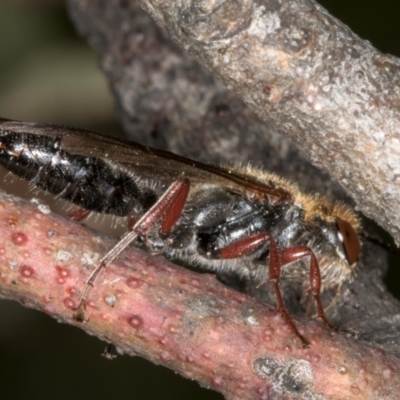 Unidentified Wasp (Hymenoptera, Apocrita) at Evatt, ACT - 29 Aug 2024 by kasiaaus