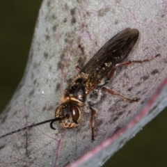 Thynninae (subfamily) at Evatt, ACT - 29 Aug 2024 11:41 AM