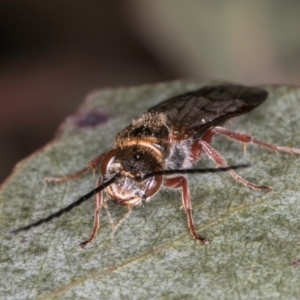 Thynninae (subfamily) at Evatt, ACT - 29 Aug 2024