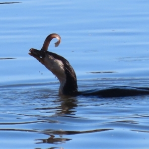 Misgurnus anguillicaudatus at Fyshwick, ACT - 29 Aug 2024